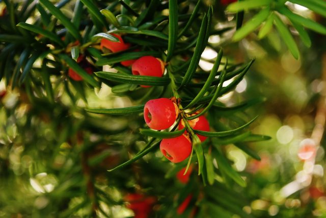 Yew berries and foliage should both be avoided.