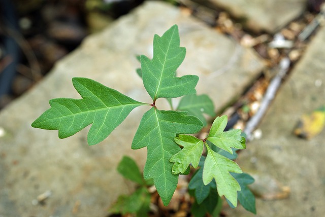 Poison ivy is a tricky plant that cause human skin to itch.