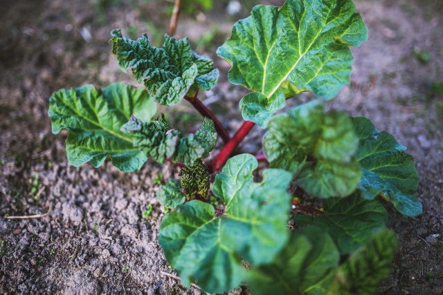 Though the stalks of rhubarb are safe to eat, avoid the leaves.