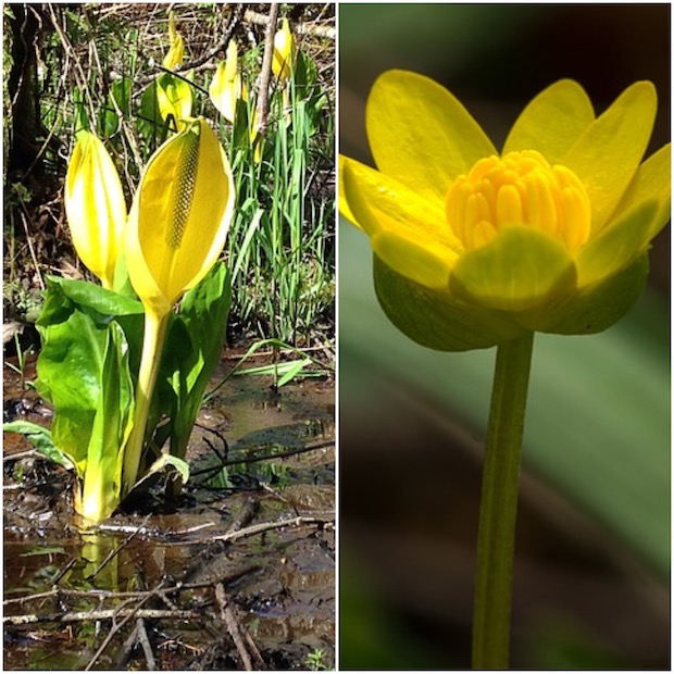 Skunk cabbage & The Buttercup