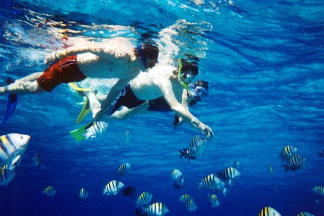You can see some pretty incredible things snorkeling.