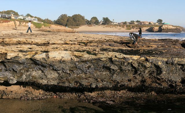Tide pools in Santa Cruz (Natural Bridges State Park) from spray/splash zone to low tide zone – Author: Brocken Inaglory – CC BY-SA 3.0