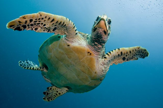 Turtle in the deep ocean