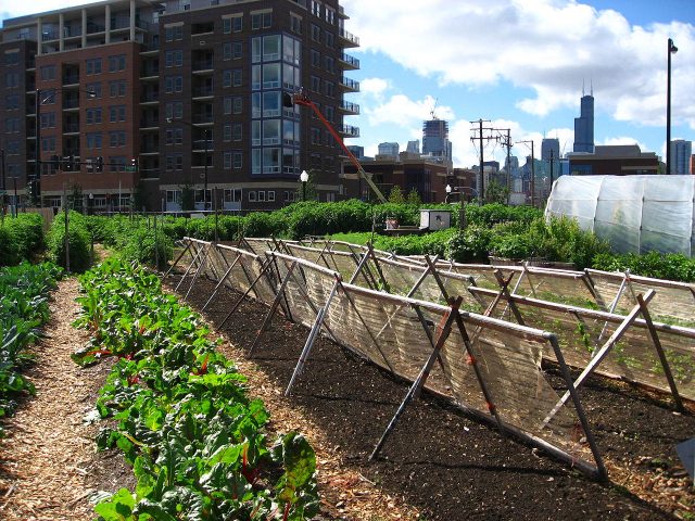 An urban farm in Chicago. – Author: Linda – CC BY-SA 2.0