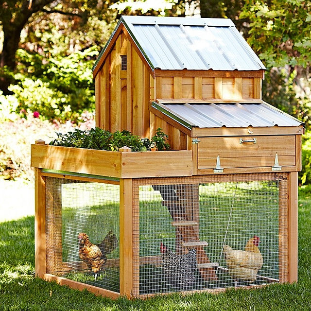 Chicken coop – Author; SoniaT 360. – CC BY 2.0
