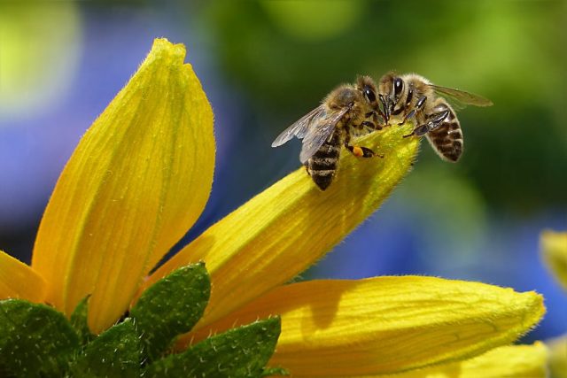 Bees are essential for pollinating many flowering plants, including food crops