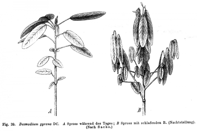 Branch during day (left) and night (right) – Author: Paul Hermann Wilhelm Taubert (1862-1897) – Leguminosae. in Engelmann (ed.): Natürliche Pflanzenfamilien. Vol. III, 3.