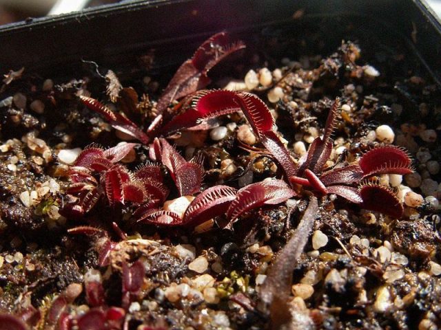 Dionaea muscipula ‘Akai Ryu’, Japanese for ‘Red Dragon’, in cultivation – Author: Matthias Jauernig – CC BY-SA 3.0