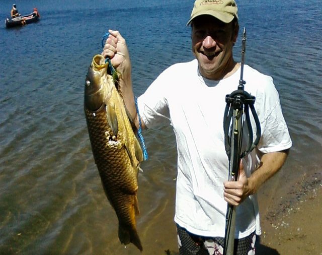 A common carp shot with a band-powered speargun by a diver using snorkelling gear, Minnesota, US – Author: Yoyo500 – CC BY-SA 3.0
