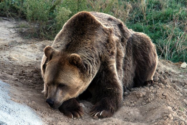 A grizzly bear – they are more ferocious and aggressive than black bears.