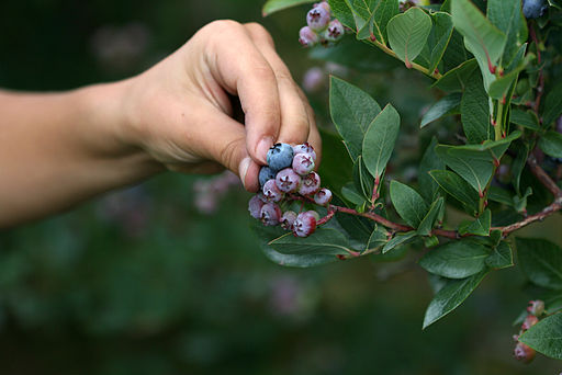 Hand picking blueberries – Author: Gordana Adamovic-Mladenovic – CC BY 2.0