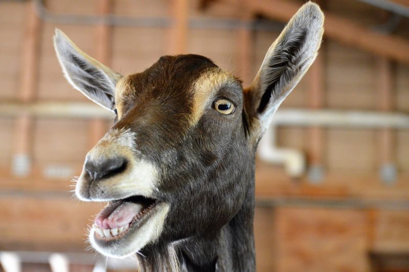 Different dairy goat breeds have breed specific characteristics