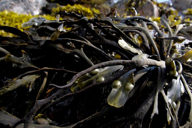 Kelp plant