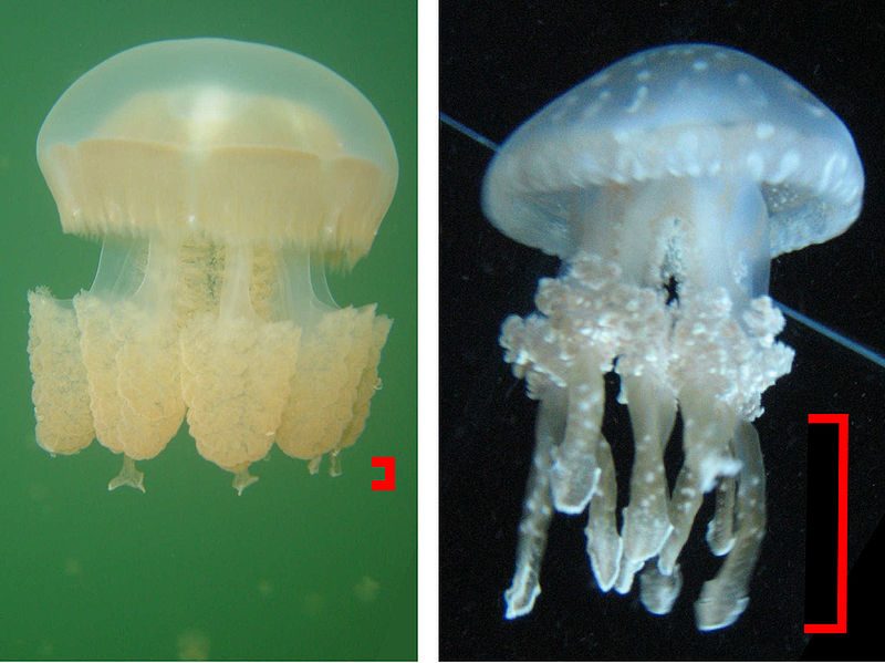 Golden and spotted jellyfish comparison. Note the loss of spots, color and greatly reduced clubs in the golden jellyfish from Jellyfish Lake/ Author: Dpallan. CC BY-SA 3.0