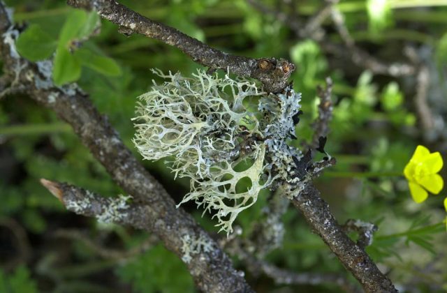 Lichen foliacé2. – Author: Liondelyon – CC BY-SA 3.0