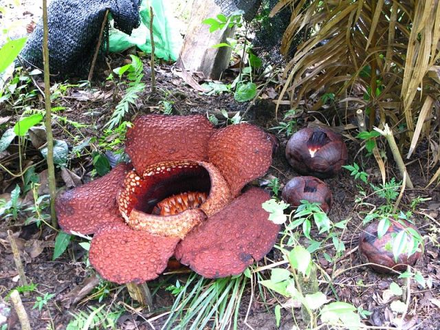 Mature Rafflesia Arnoldii flower with buds – Author: Raphaelhui at English Wikipedia – CC BY-SA 3.0