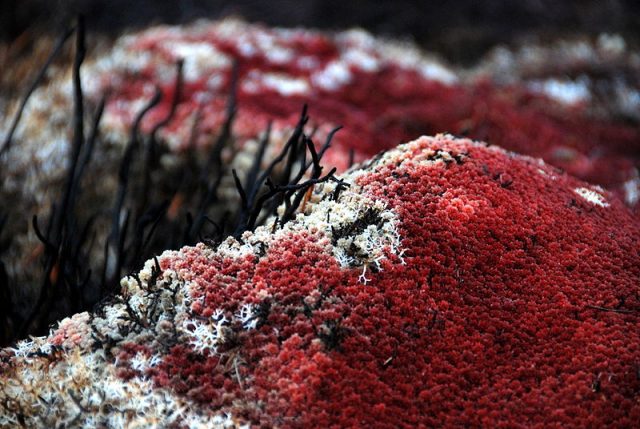 Close-up view of red sphagnum near Carrbridge, Scotland