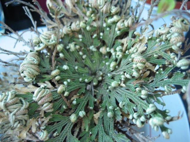Selaginella lepidophylla gruen – Author: Fabelfroh – CC BY-SA 3.0