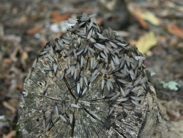 You can usually find termites under a log or a stone.