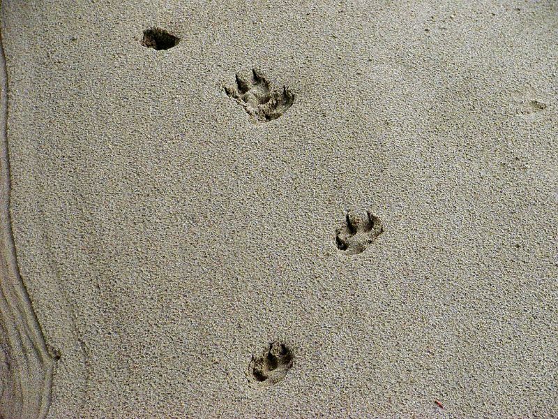 Animal tracks with nails print.  Animals like bobcats, cougars, and lynxes, are feline, and they can retract their claws, which means they won’t show them on the print.