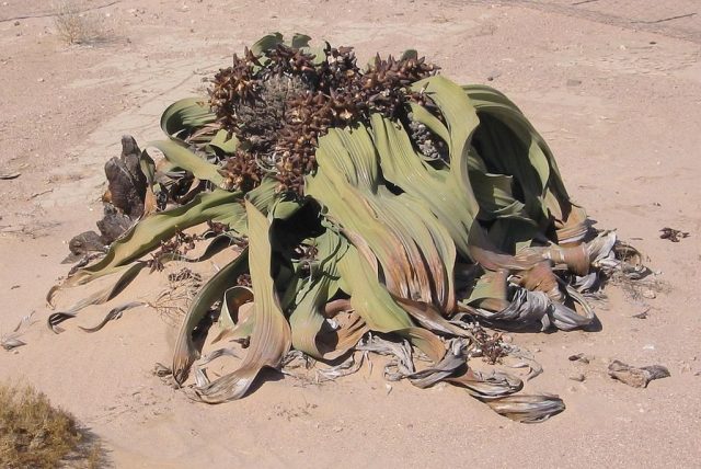 Welwitschia mirabilis in Namibia – Author: Freddy Weber
