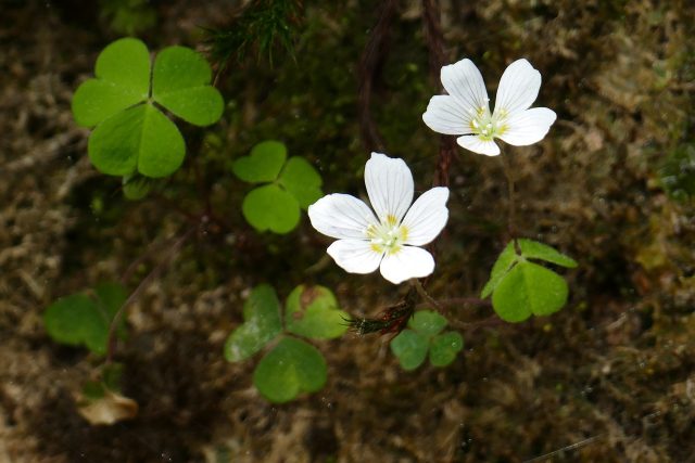 Wood Sorrel is very good for medical treatments