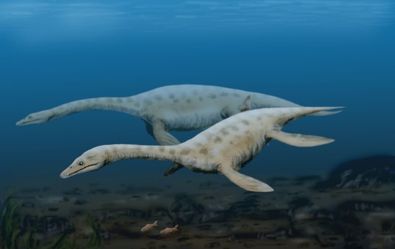 Basal Pistosauria, like Augustasaurus, already bore a strong resemblance to Plesiosauria – Author: Nobu Tamura – CC BY 3.0