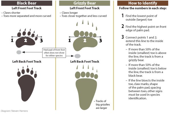 How to identify bear tracks found in the wilderness.  (http://westernwildlife.org/grizzly-bear-outreach-project/bear-identification/)