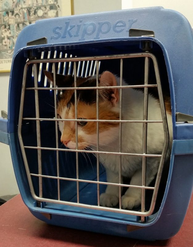 Cat’s need to travel in a carrier for their own safety, and for yours