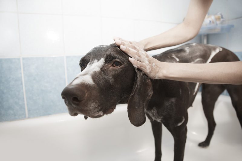 Your dog may not agree, but it will need a good wash after the beach