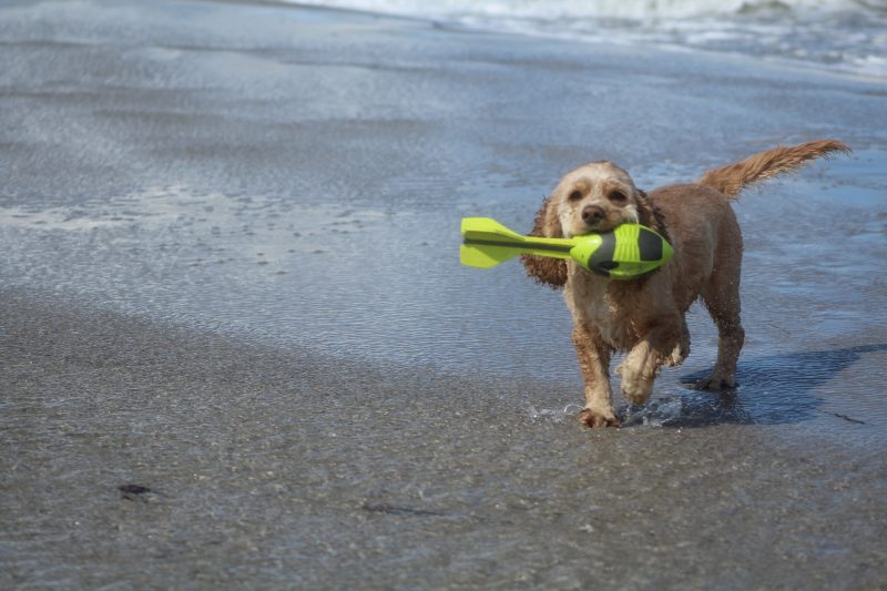 You wouldn’t bring your kids to the beach without something to play with in the sand and the same goes for your four legged friend.
