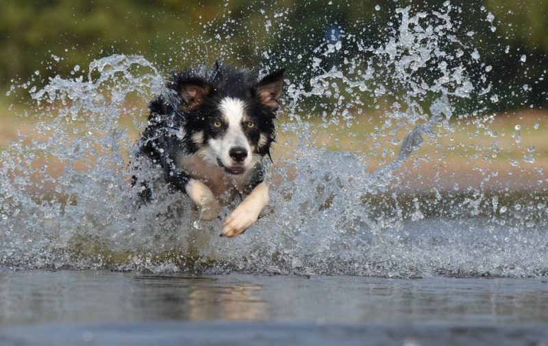 Take it slowly when introducing your dog to the water