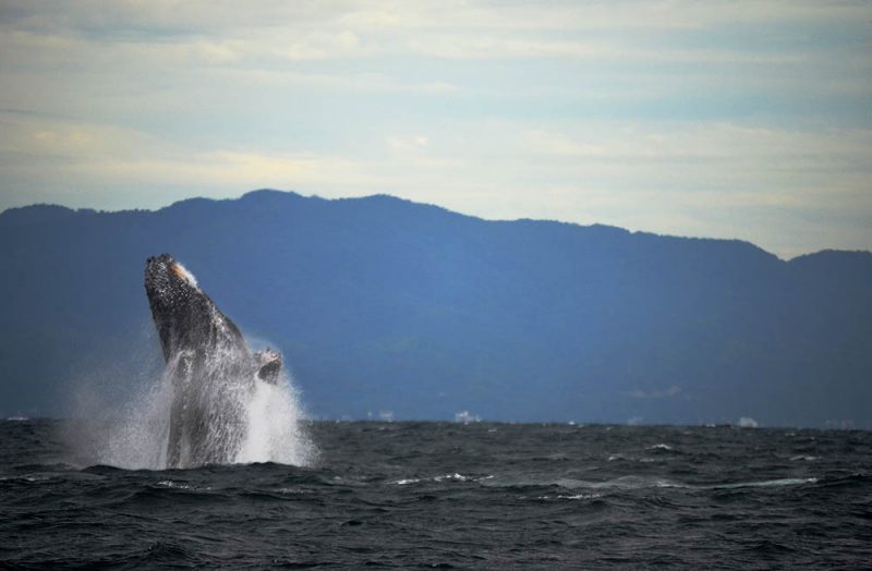Humpback whale breaching off the islands – Author: Victoria Lemus – CC BY-SA 4.0