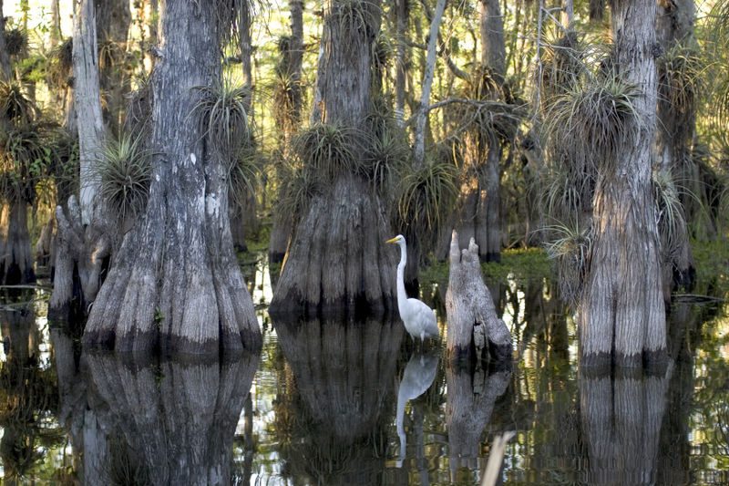 A great egret fishes below ancient bromeliads that flourish on the bald cypress trees