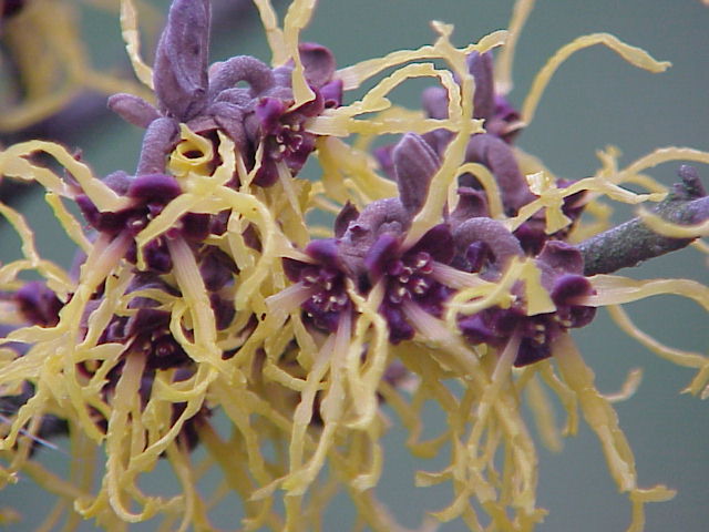Hamamelis japonica close-up flowers – Author: Kurt Stüber – CC BY-SA 3.0