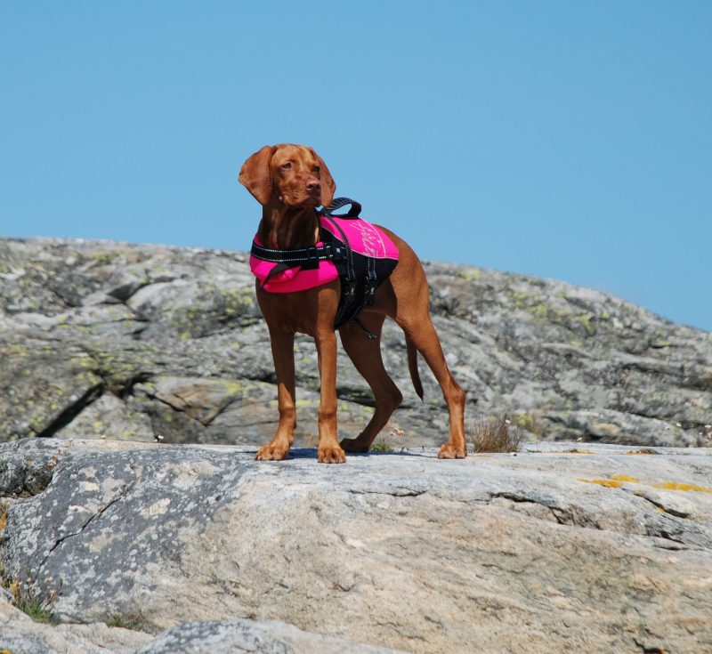 A dog life vest is a worthwhile investment for keeping your pooch safe in the ocean