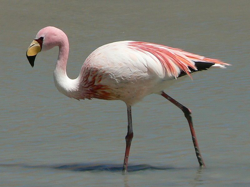 James’s Flamingo – Author: Iain and Sarah – CC BY 2.0