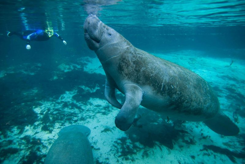 Swimming with a Florida manatee
