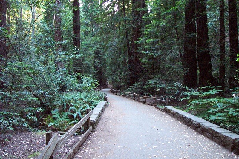 One of the paved trails in Muir Woods