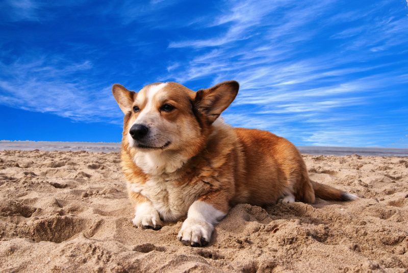 Protect your dogs paws on the hot sand or boardwalk