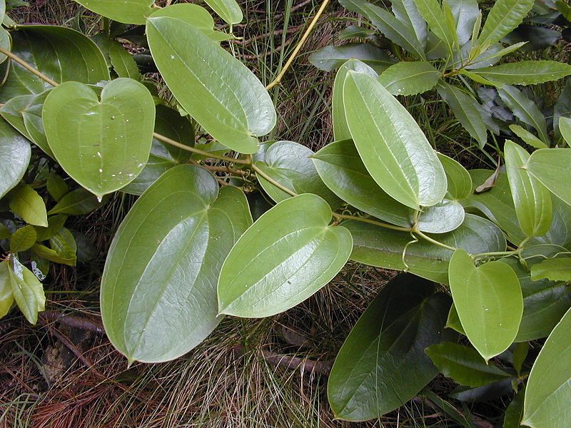 S. melastomifolia, called hoi kuahiwi on Hawaiʻi – Author: Forest & Kim Starr – CC BY 3.0