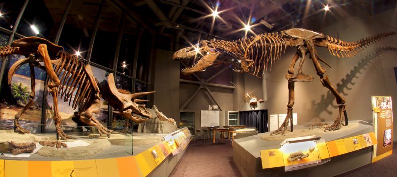 Triceratops and Tyrannosaurs skeletons on display at the North Dakota Heritage Center & State Museum