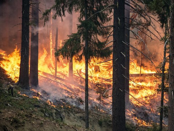 The lethal forest fire 
