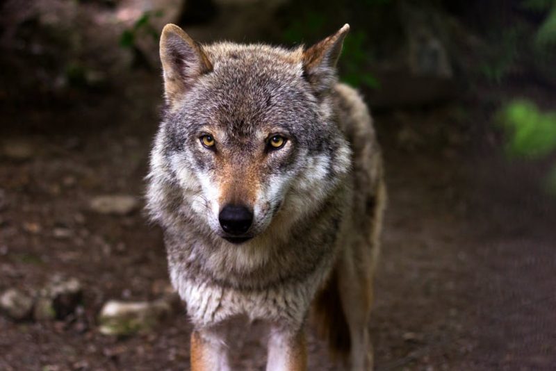 The gray wolf (timber wolf) is only found in a few states today