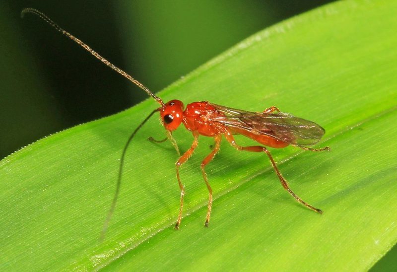 Braconid Wasp, Leesylvania State Park, Woodbridge, Virginia – Author: Judy Gallagher – CC BY 2.0