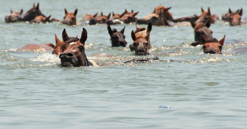Swimming from Assateague for Pony Penning Day on Chincoteague – Author: Bonnie U. Gruenberg – CC BY-SA 3.0