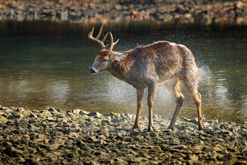 Mammals may travel long distances between water sources