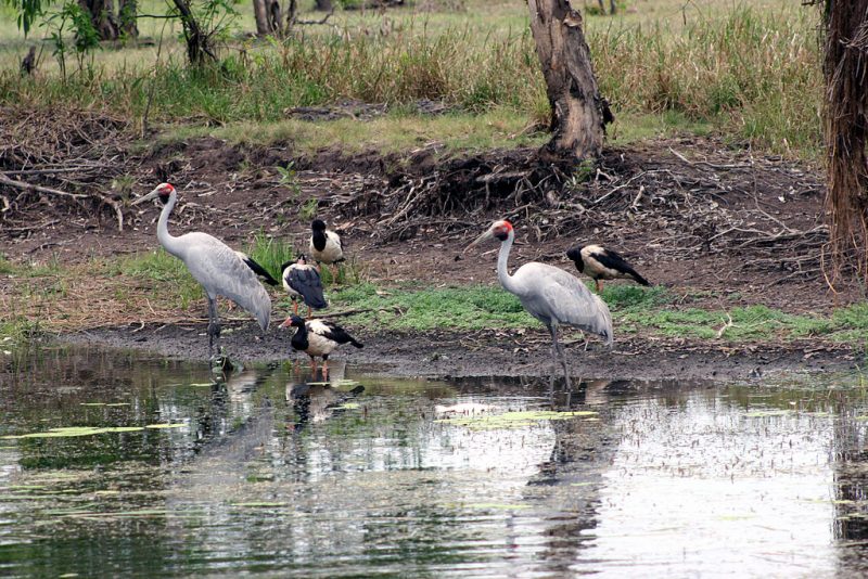 Brolga and magpie geese – Author: Gilian McLaughlin – CC BY 2.0