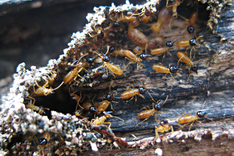 Nasute termite soldiers on rotten wood – Author: Filipe Fortes – CC BY-SA 2.0