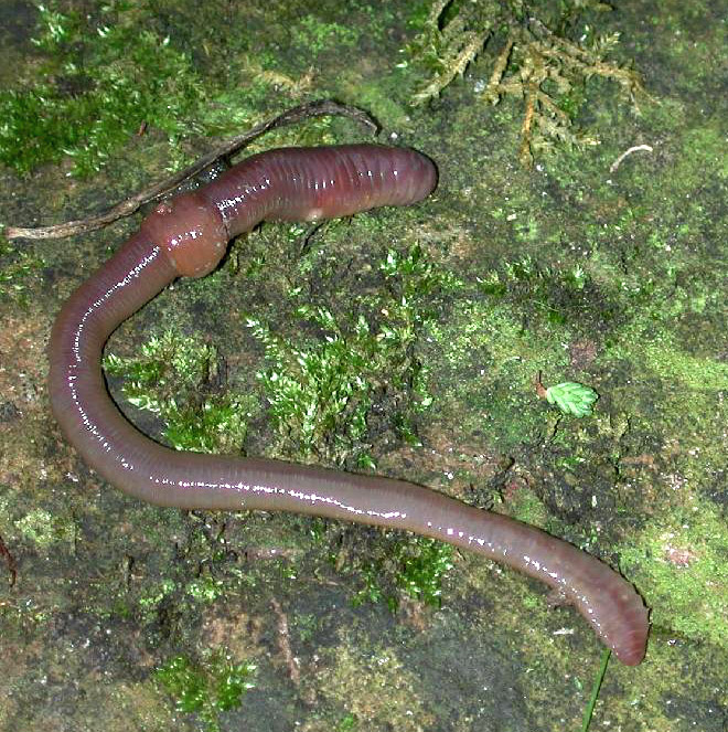 Earthworm – Author: Michael Linnenbach – CC BY-SA 3.0
